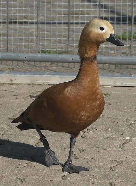 力于蒙扎俱